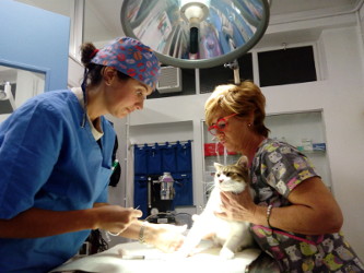 Veterinario cura denti gatto